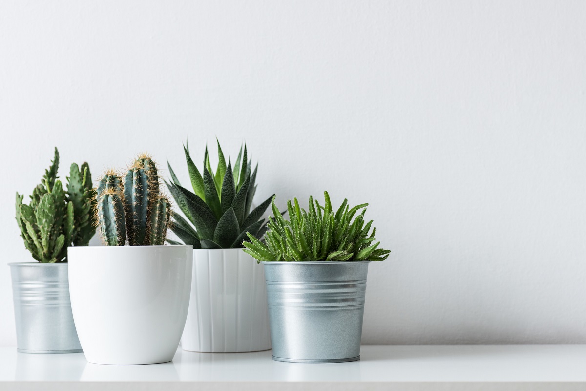 A collection of potted cacti