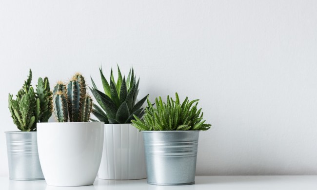 A collection of potted cacti