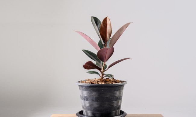 Red and green rubber tree in a gray pot against a white background