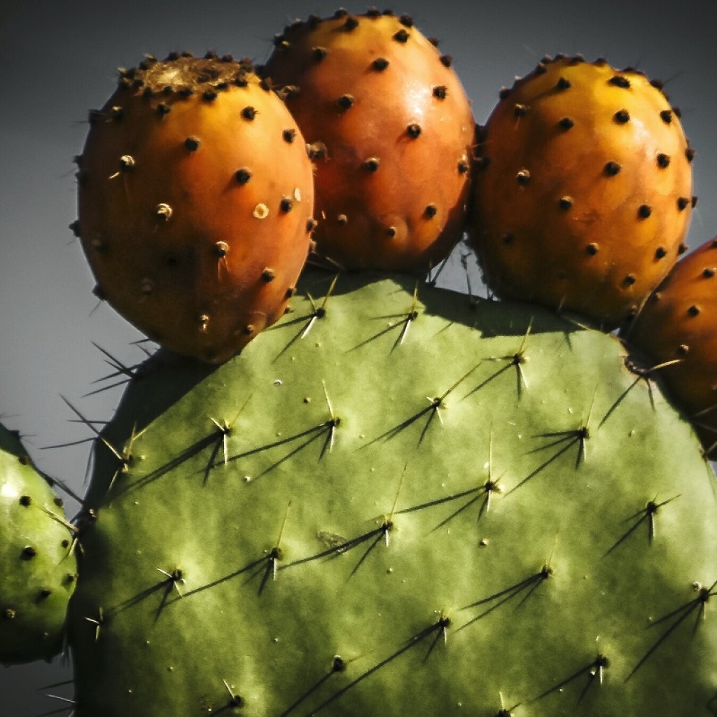 A prickly pear cactus growing orange fruit