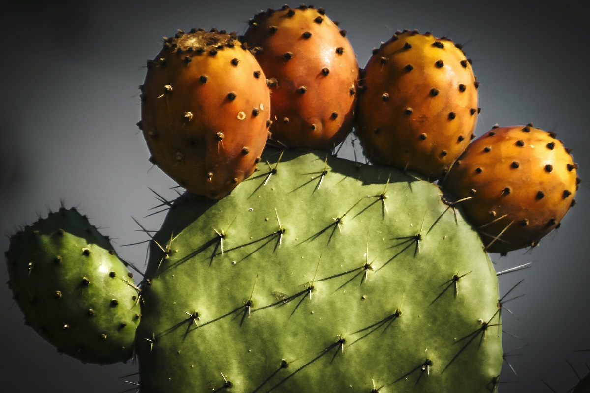 A prickly pear cactus growing orange fruit
