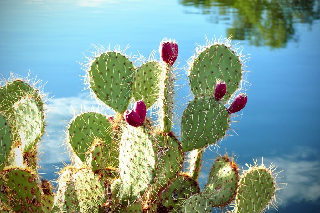 Prickly pear by water, with ripe fruit