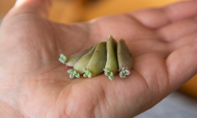 Propagate succulent