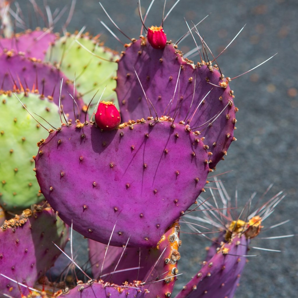 A purple prickly pear cactus with fruit