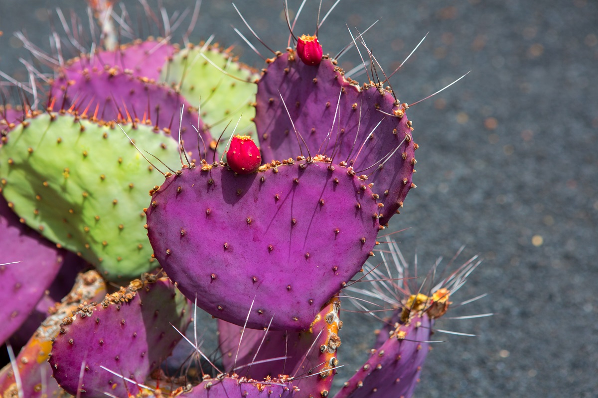 A purple prickly pear cactus with fruit