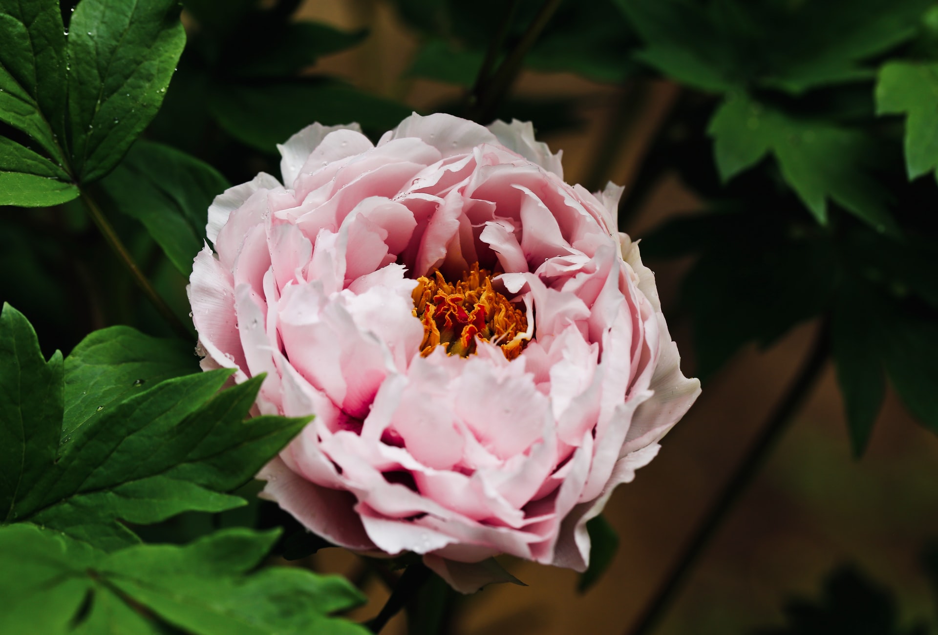 Pink peony