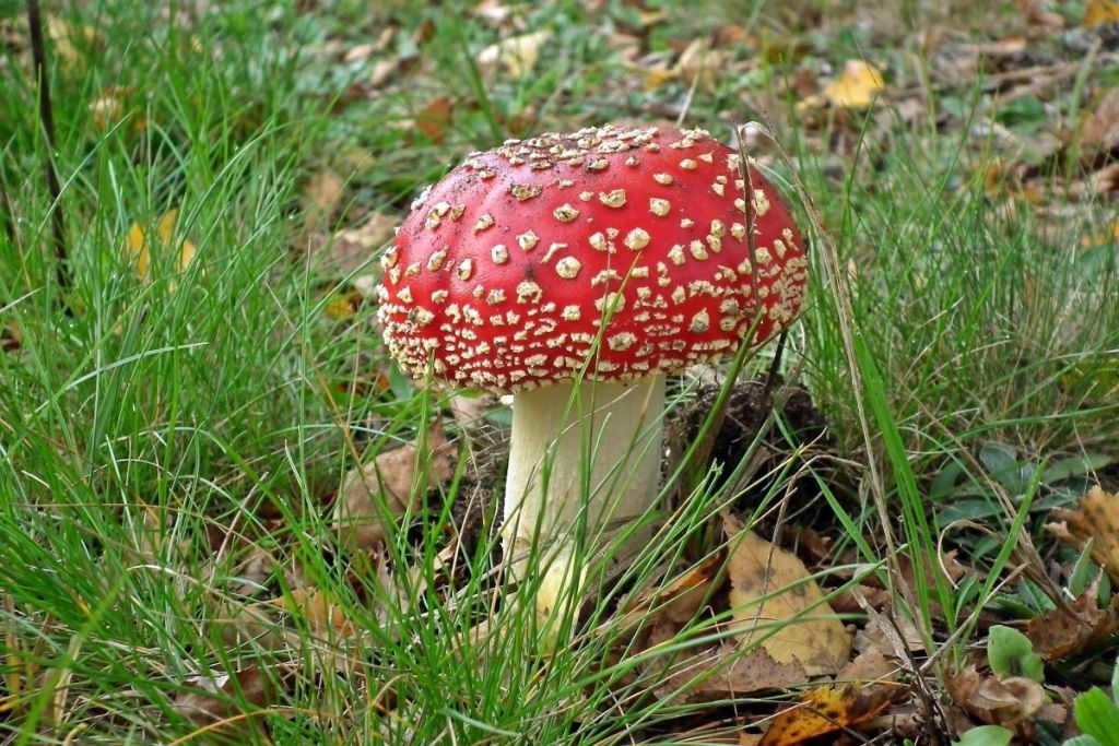 red and white mushroom growing in grass