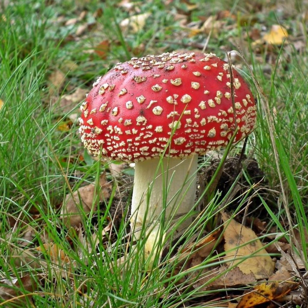 red and white mushroom growing in grass