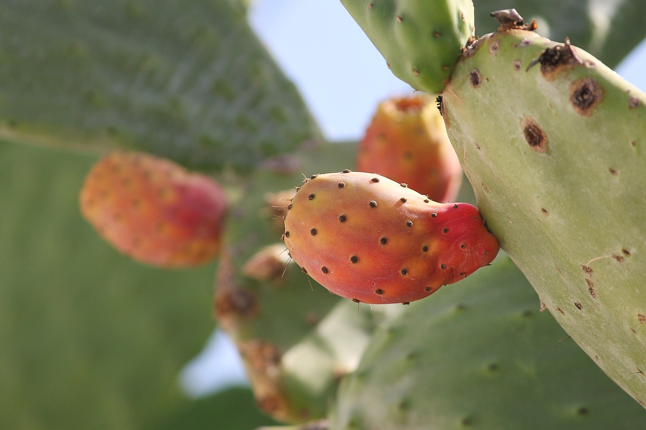  How to harvest delicious, striking prickly pears for the juiciest yield