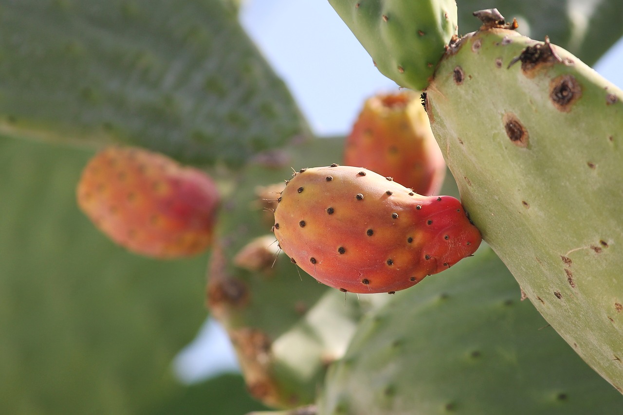 Top 10+ Prickly pear ready to eat 3 How to harvest delicious, striking prickly pears for the juiciest yield