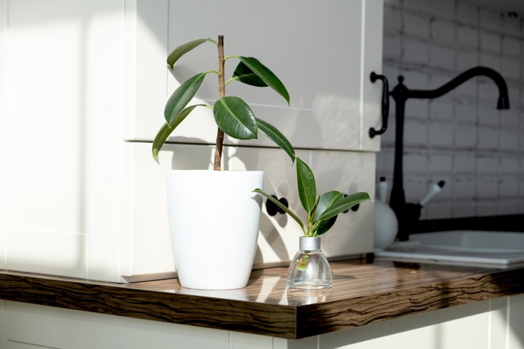 Mature rubber tree plant in a white pot next to a small cutting of a rubber tree plant in a glass jar of water