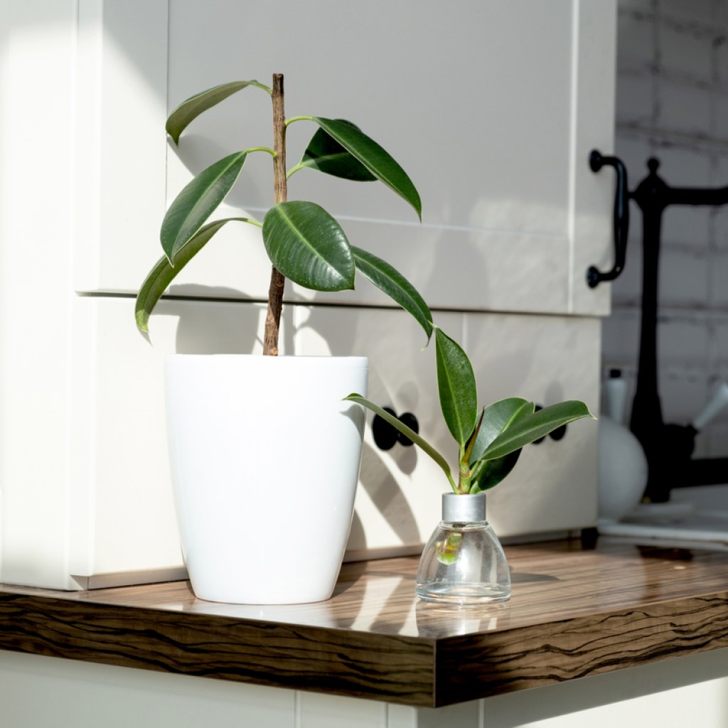 Mature rubber tree plant in a white pot next to a small cutting of a rubber tree plant in a glass jar of water