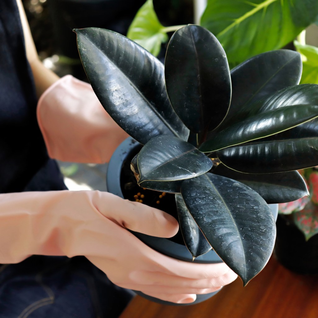Person holding a rubber plant