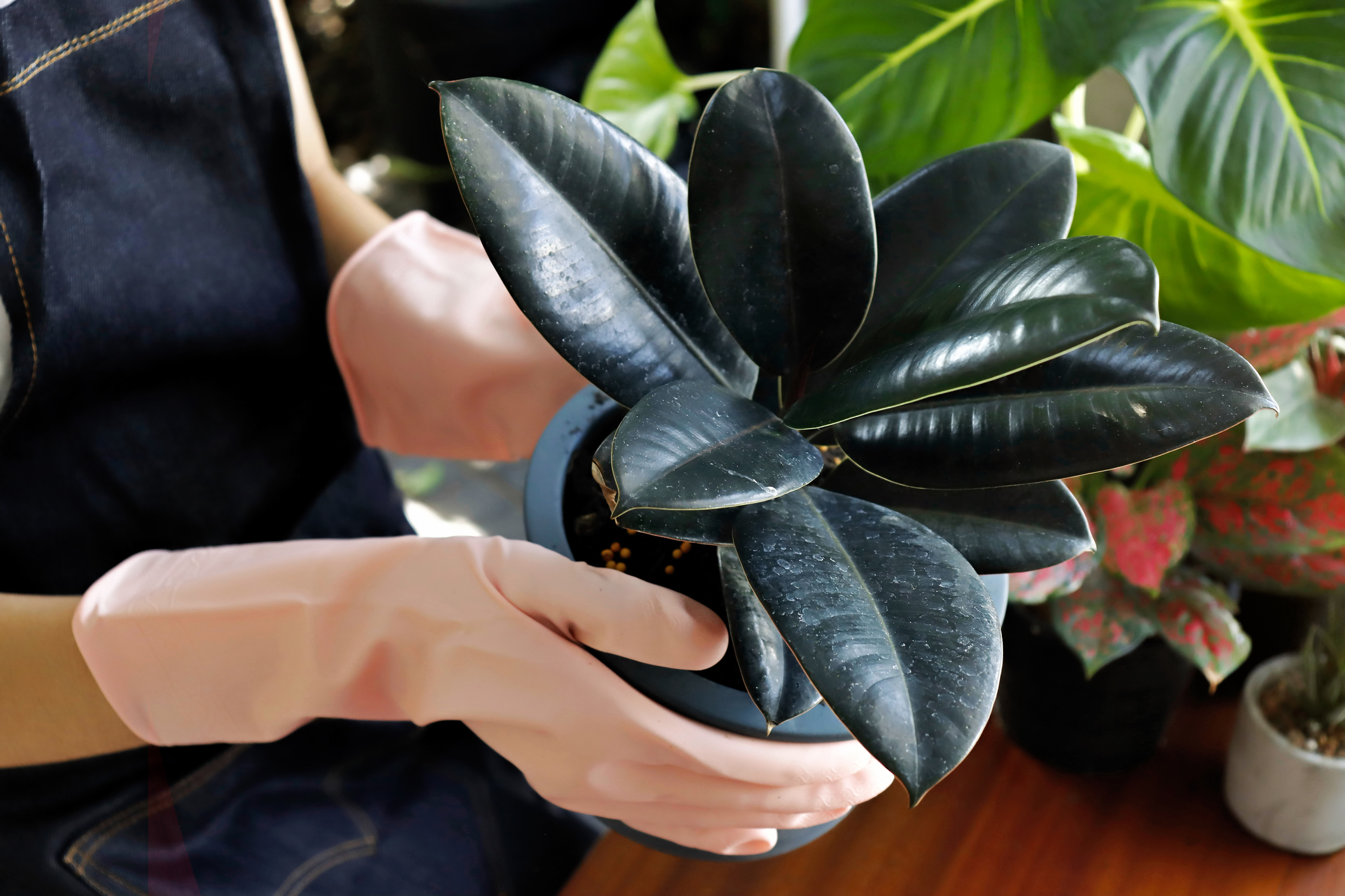 Person holding a rubber plant