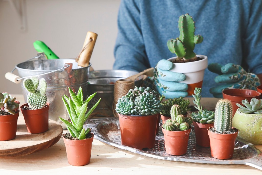An assortment of small, potted cacti