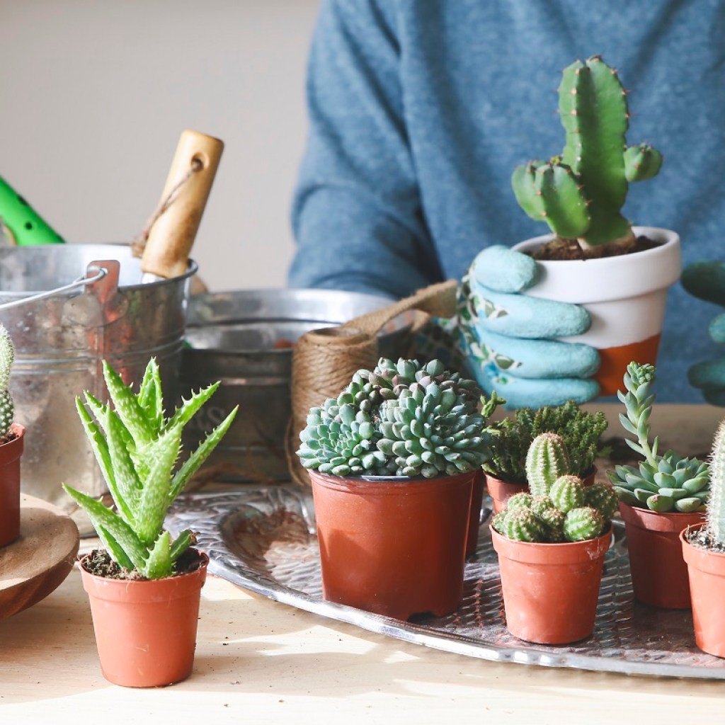 An assortment of small, potted cacti