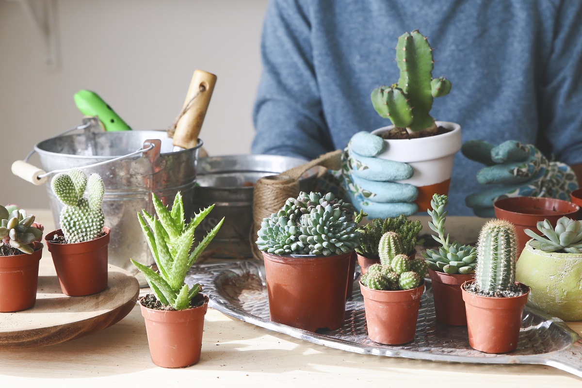 A gardener safely repotting a collection of cacti