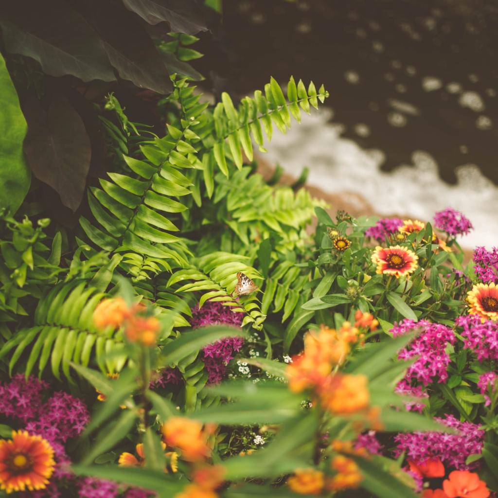 fern in landscaping
