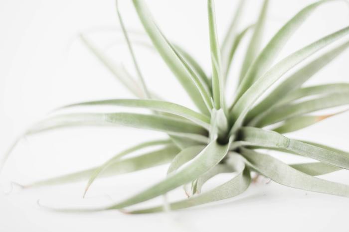 close up of air plant