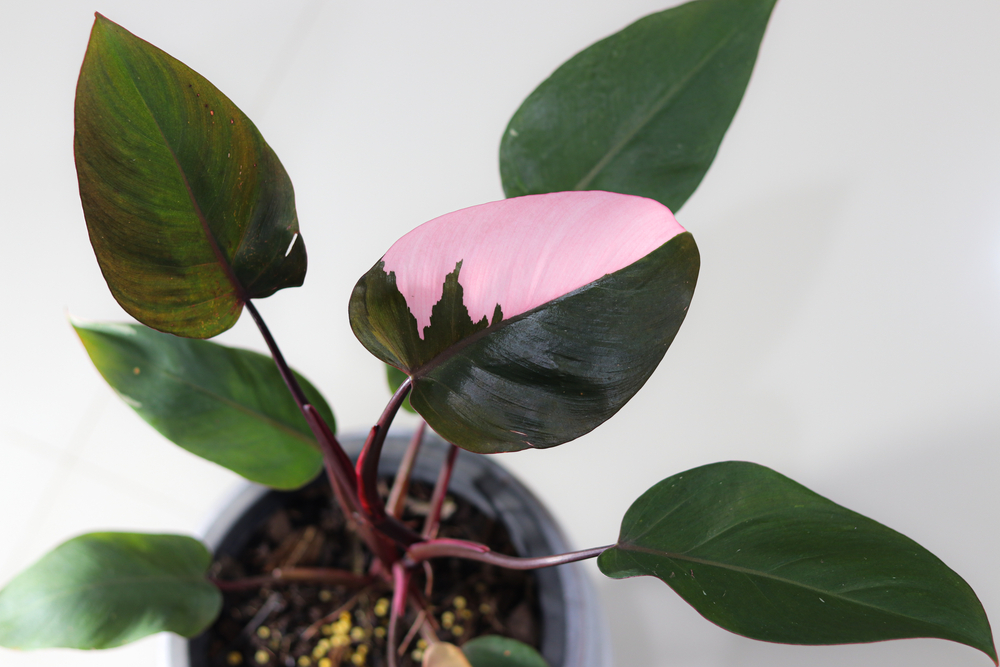 Pink Princess Philodendron Philodendron Pink Princess 5”Live Plant LARGE Pink Princess Rare Houseplant