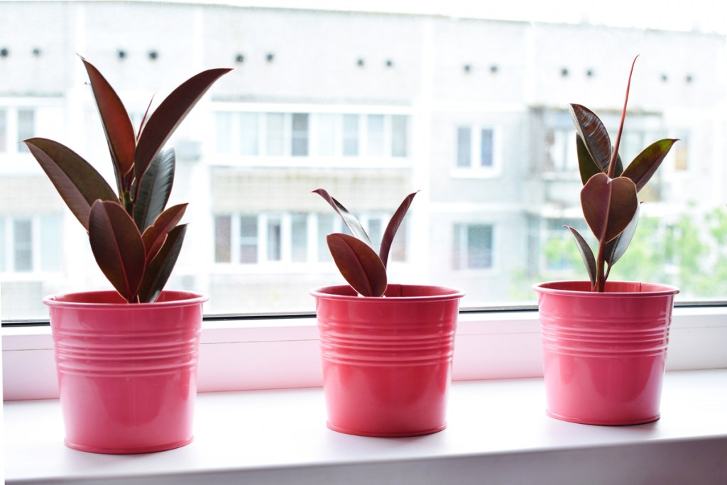 Three young rubber tree plants in pink pots
