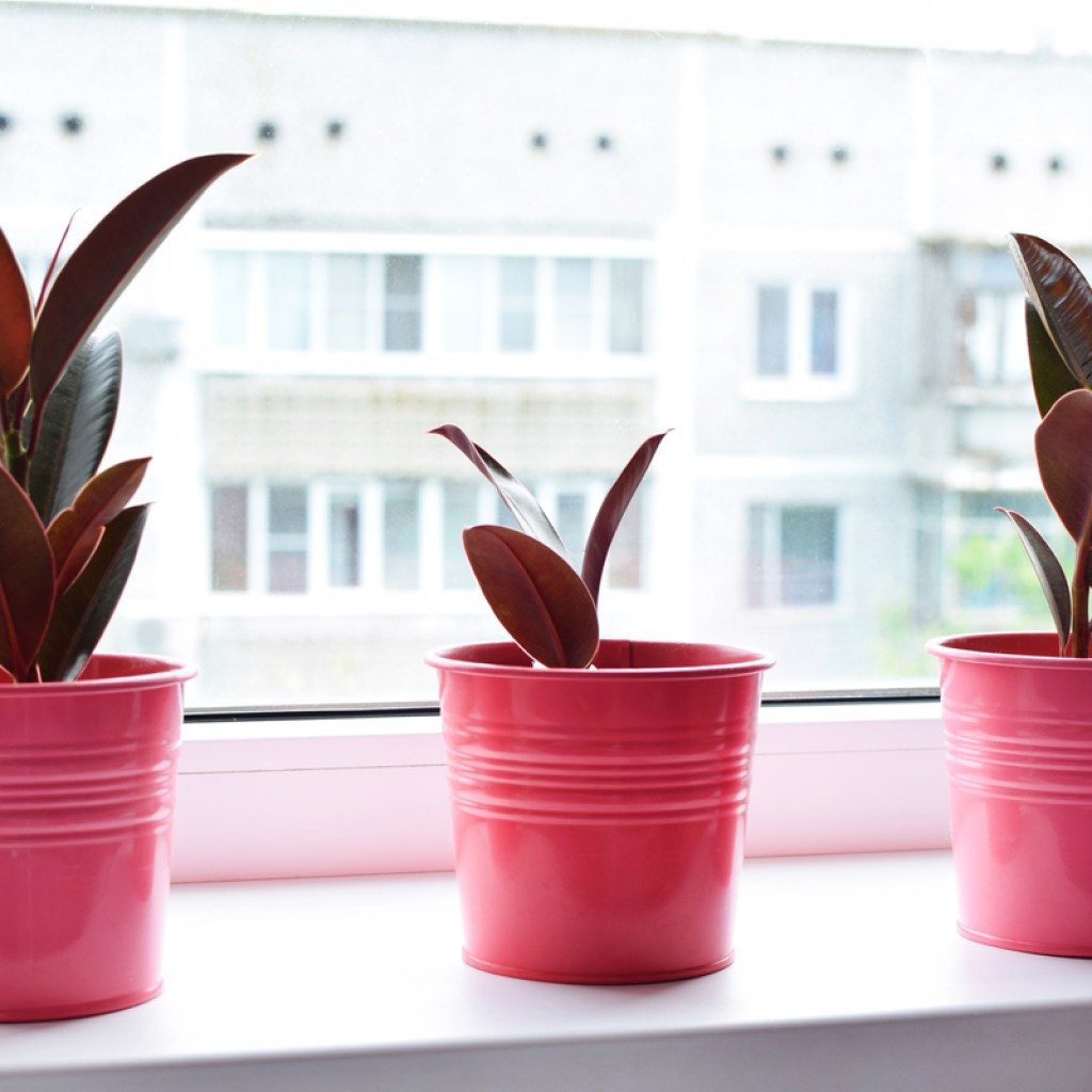 Three young rubber tree plants in pink pots
