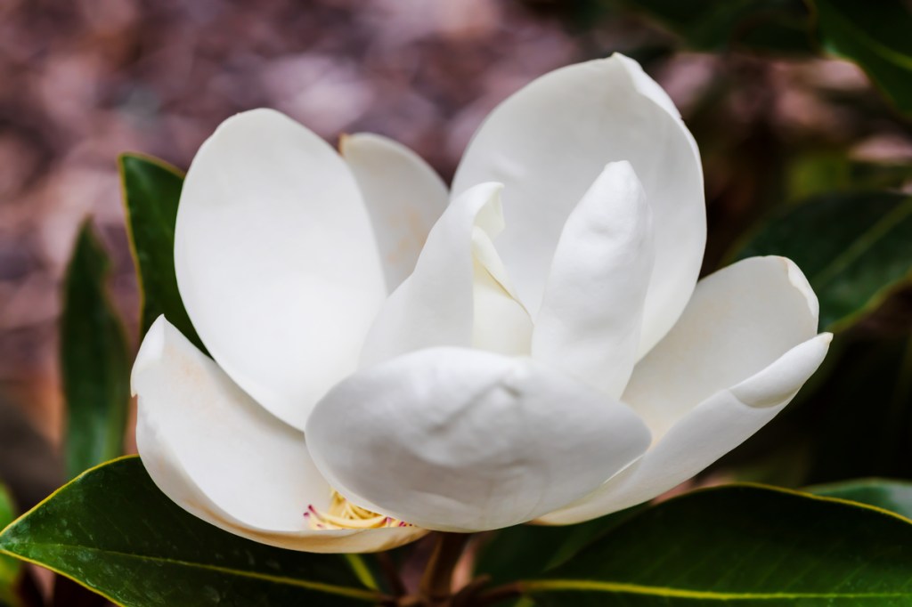 Closeup of a southern magnolia flower