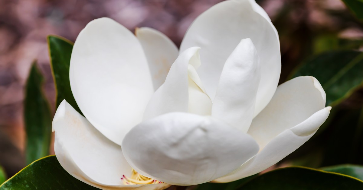 The best magnolia tree species for every zone HappySprout