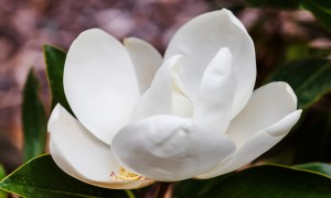 Closeup of a southern magnolia flower