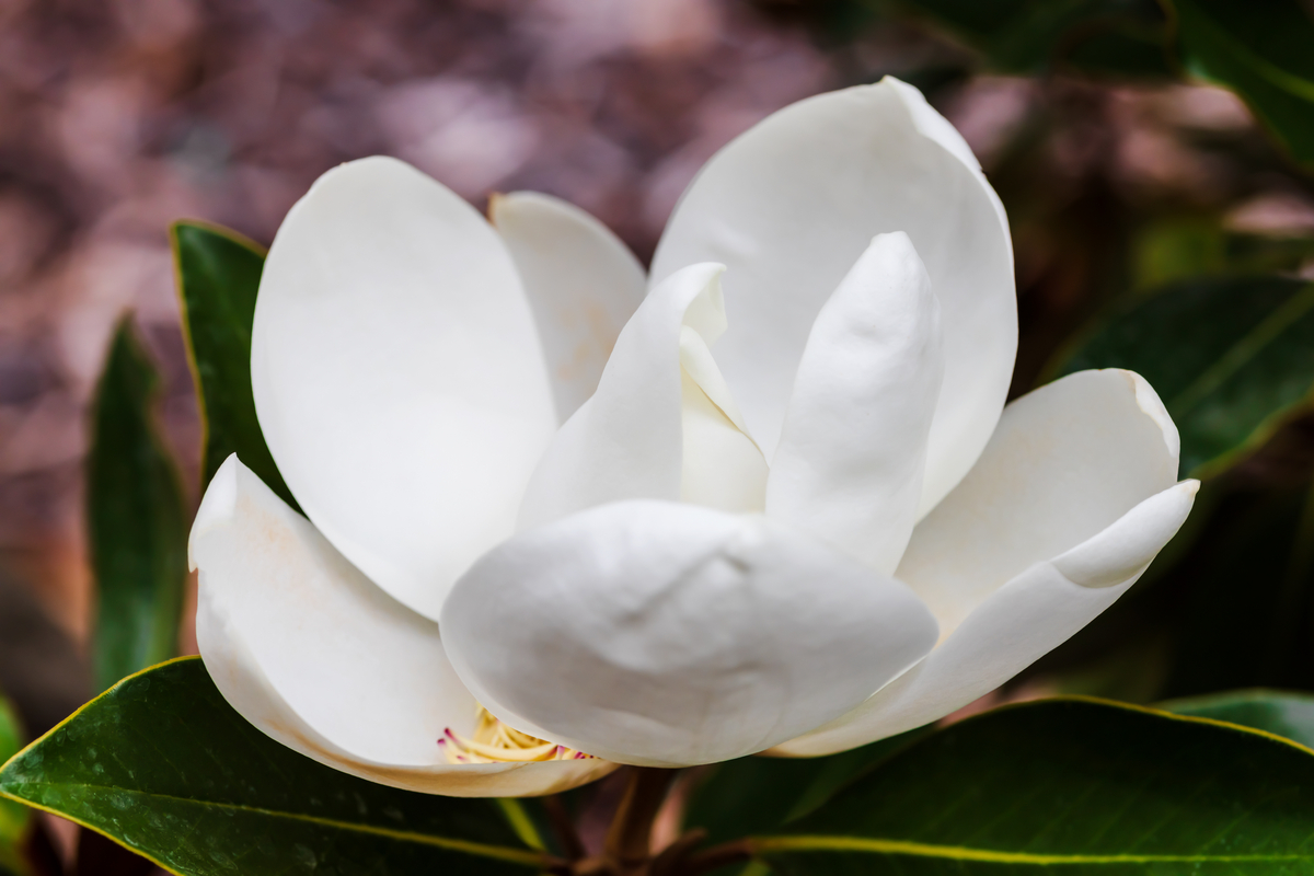closeup of a southern magnolia flower