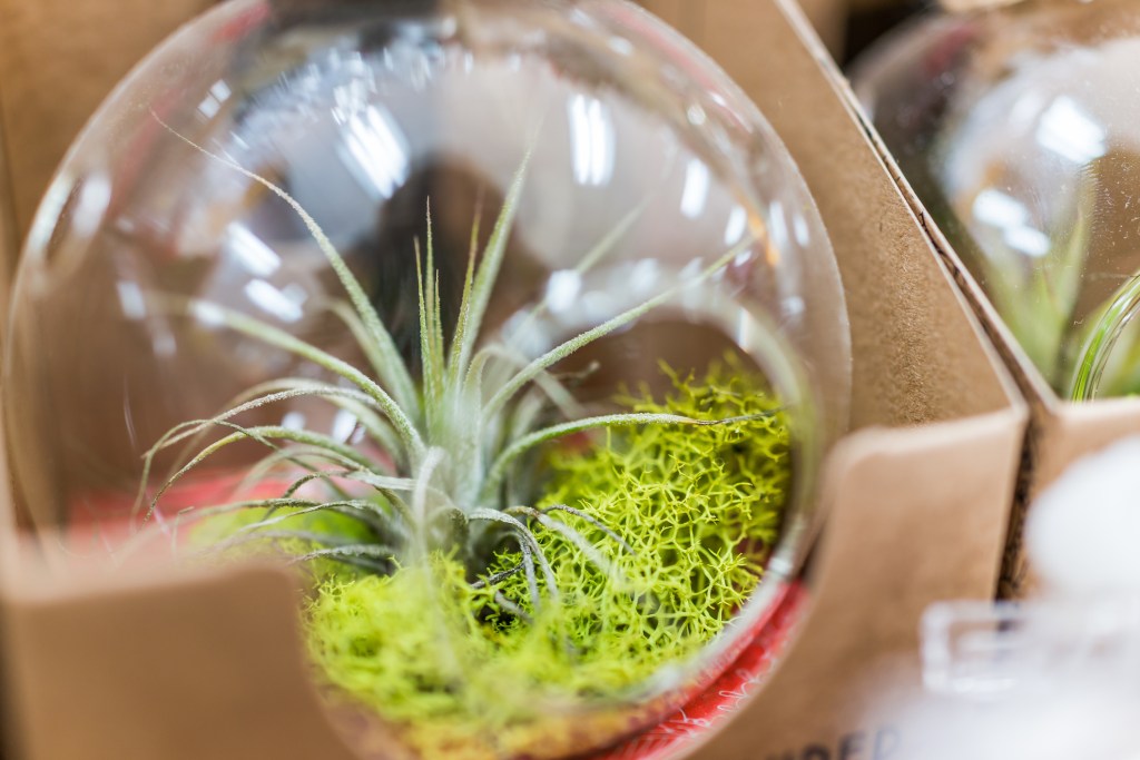 Terrarium ornament