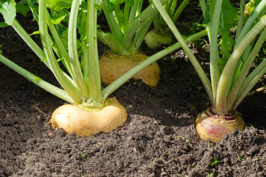Turnips growing in a garden