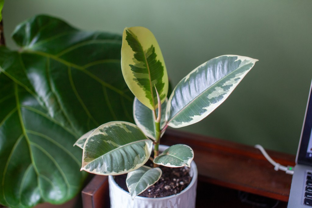 Variegated rubber tree plant in a white pot