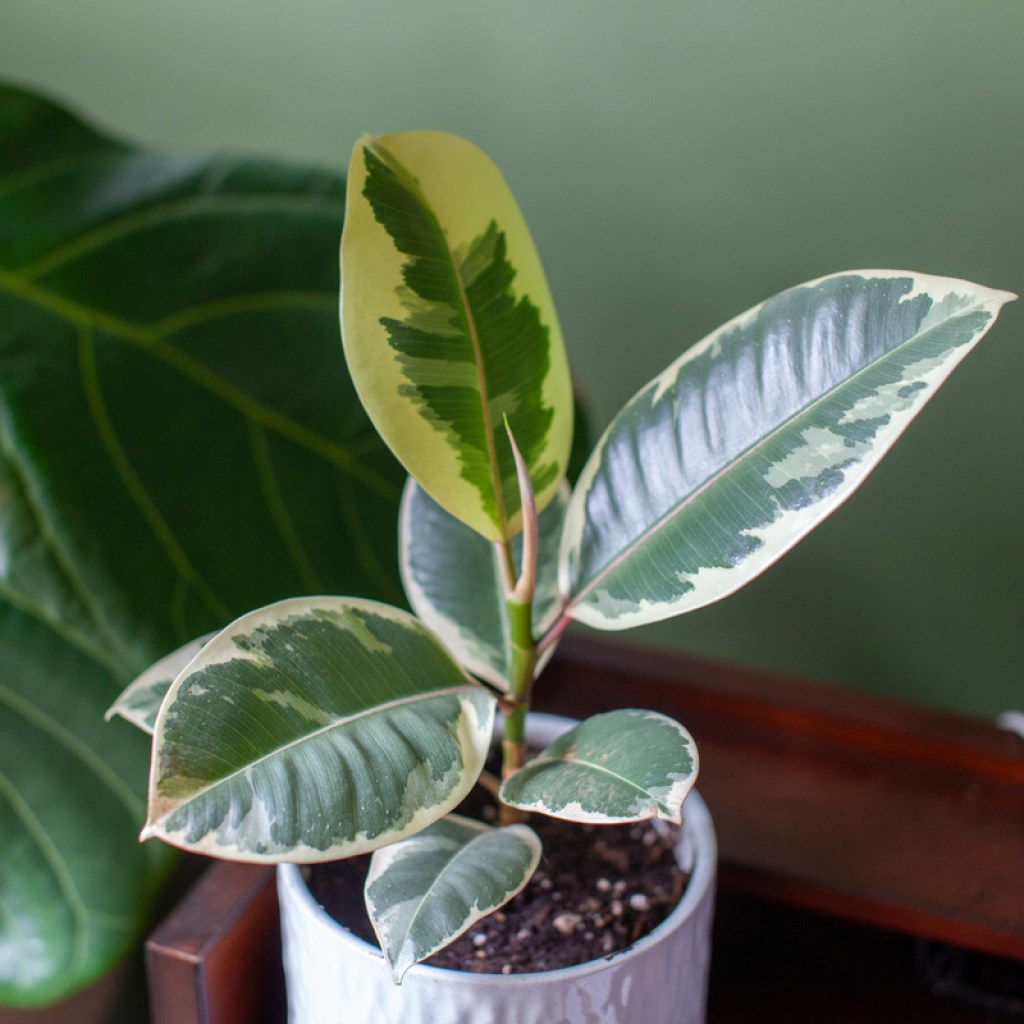 Variegated rubber tree plant in a white pot