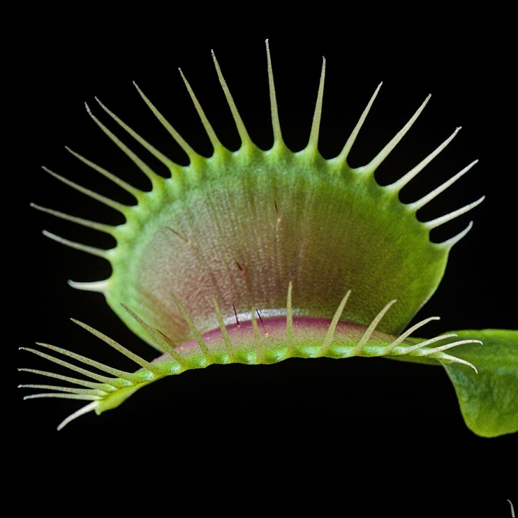 A leaf on a Venus flytrap plant