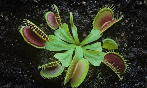 A close-up of a Venus flytrap