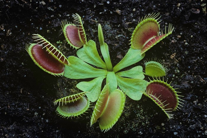 A close-up of a Venus flytrap