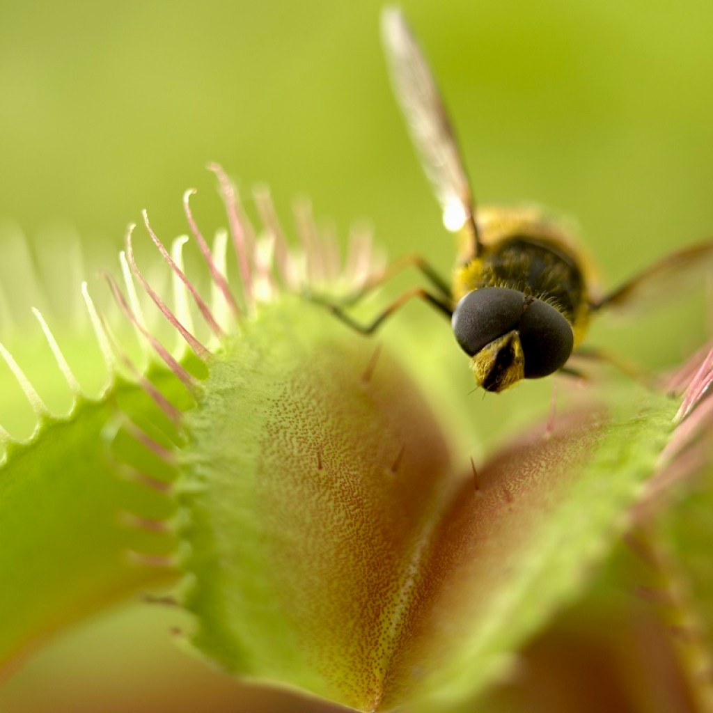 A Venus flytrap having a snack
