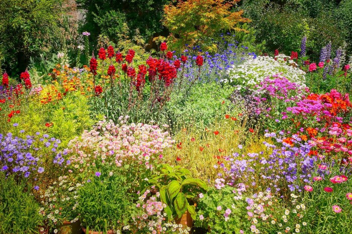 A wildflower garden full of colorful flowers