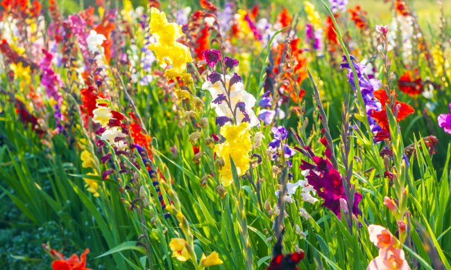 A cluster of tall, colorful wildflowers