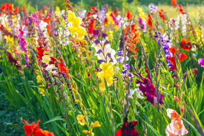 A cluster of tall, colorful wildflowers