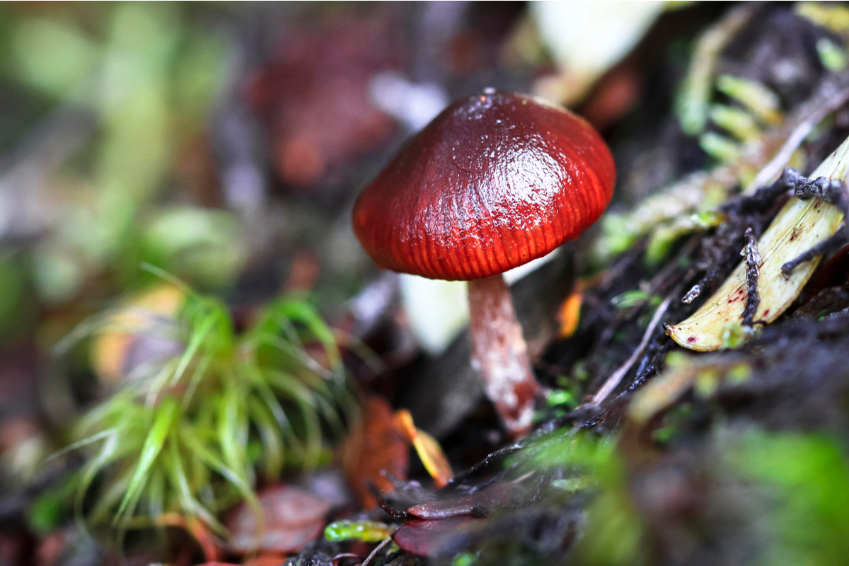 A wine cap mushroom growing outdoors