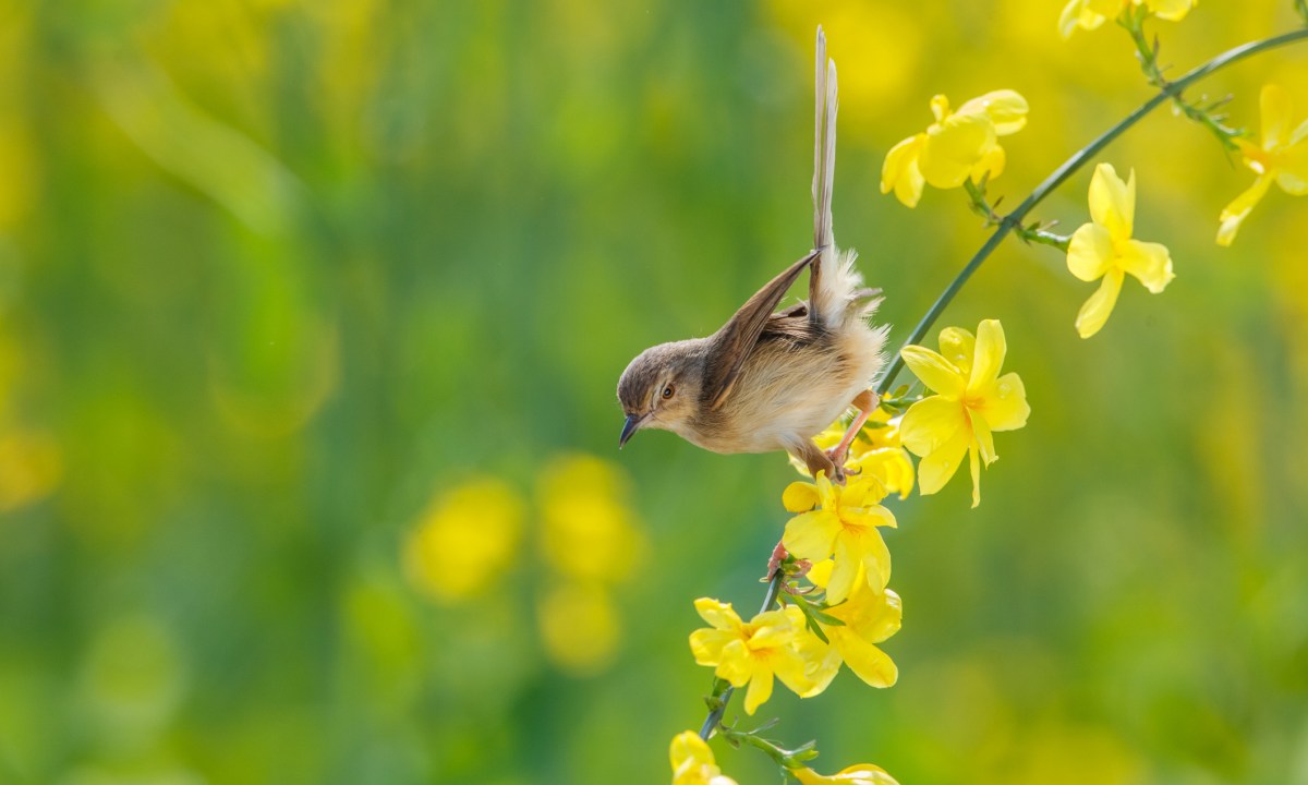 Winter jasmine branch in bloom with a bird
