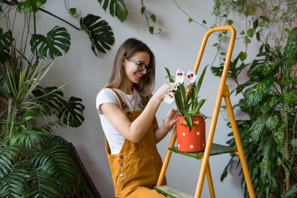Gardener tends orchid with a smile