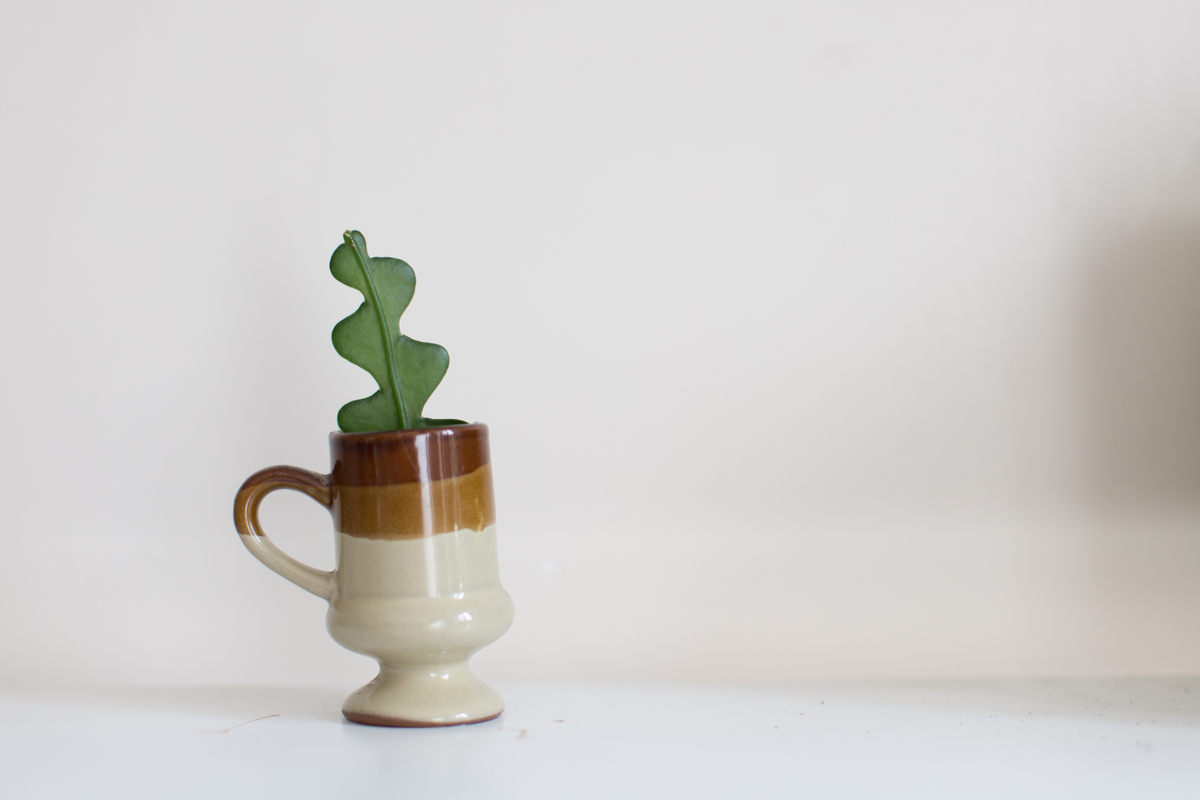 A young fishbone cactus