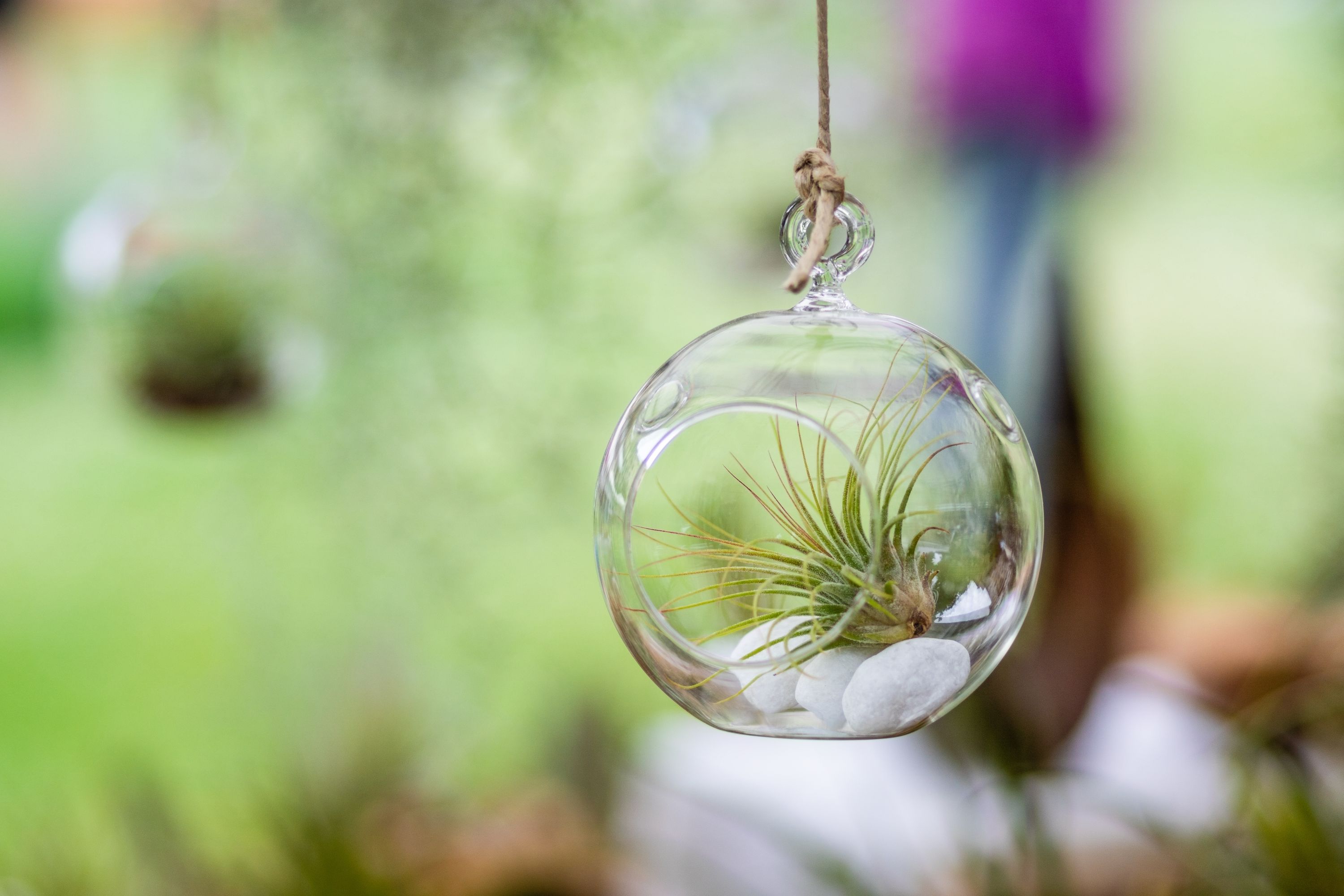 Hanging air plant