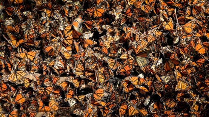 monarch butterfly swarm
