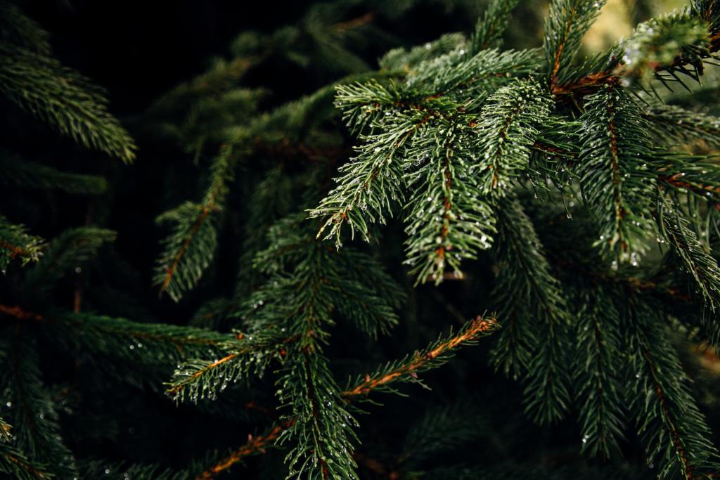 pine tree close up