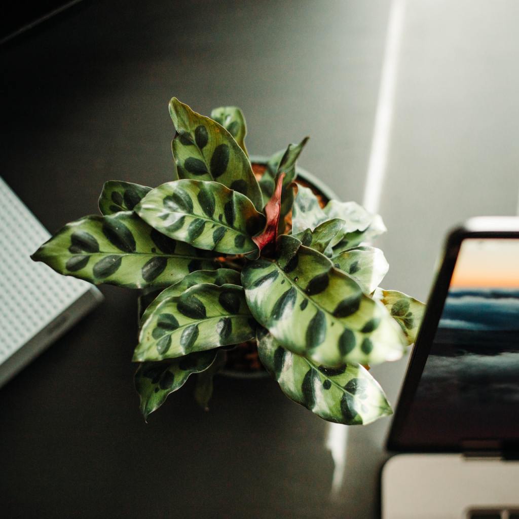 rattlesnake plant on desk