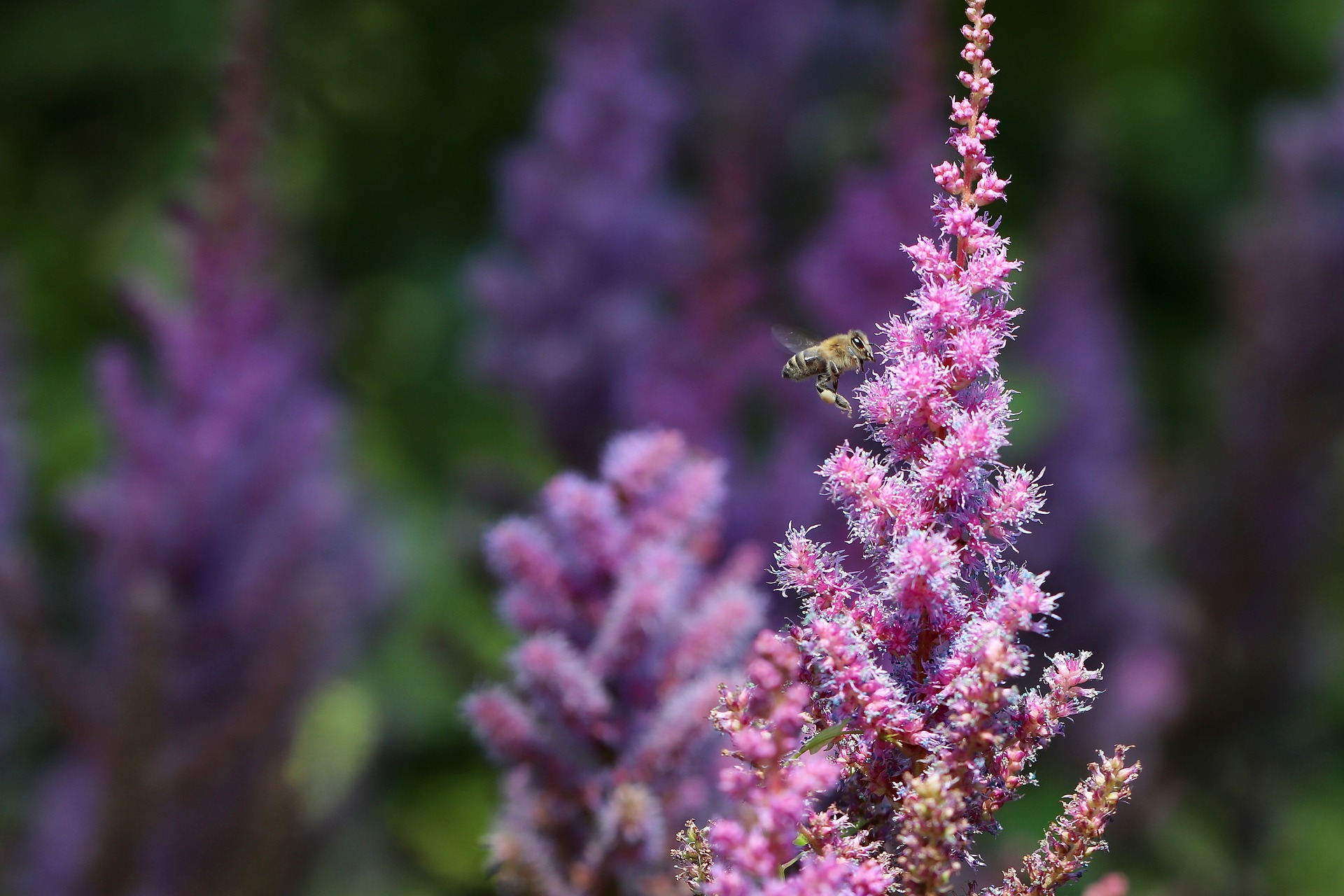 bee on astilbes plant